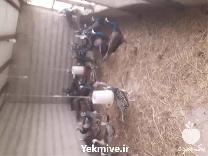 فروش قرقاول آمریکایی در شیراز در گروه مرغ و خروس و بوقلمون و اردک قو قاز در یکمیوه -عکس1