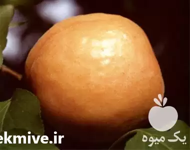 فروش قیمت نهال زرد آلو در گروه خرید و فروش نهال در یکمیوه -عکس1