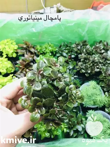 قیمت خرید گیاهان آبزی آکواریومی در گروه خرید و فروش گیاهان زینتی در یکمیوه -عکس1