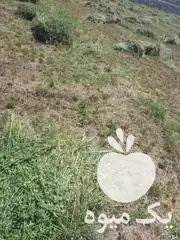 چیدن یونجه و گندم با دستگاه در بناب در گروه خدمات باغبانی در یکمیوه -عکس1