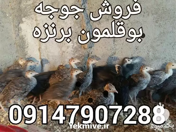 قیمت خرید بوقلمون برنز در ارومیه در گروه مرغ و خروس و بوقلمون و اردک قو قاز در یکمیوه -عکس1