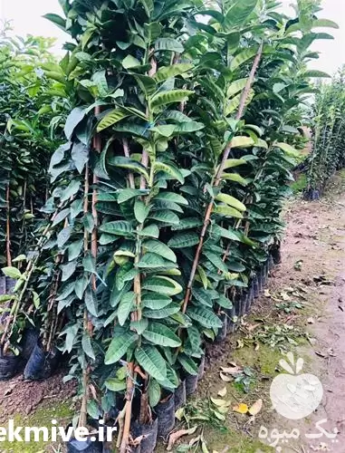 فروش نهال دست بودا به سراسر در ساری در گروه خرید و فروش نهال در یکمیوه -عکس1