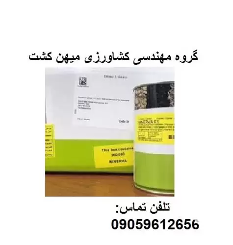 بذر پیاز سفید مینروا در کرمان  در گروه خرید و فروش بذر پیاز در یکمیوه -عکس1