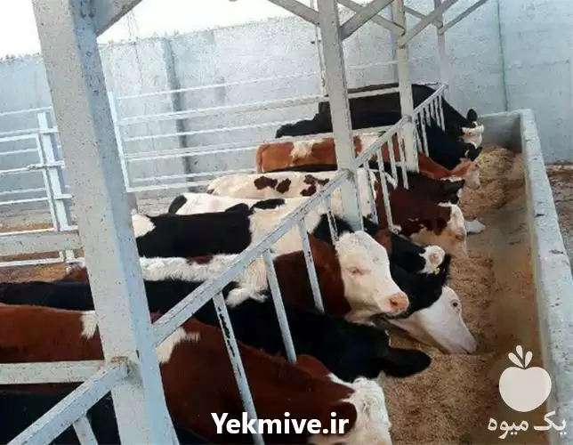 قیمت خرید گوساله سیمینتال در مشهد در گروه گاو و گوسفند و میش و بز کهره گوساله در یکمیوه -عکس1