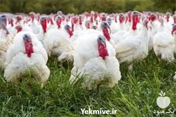 قیمت فروش جوجه بوقلمون گوشتی در ارومیه در گروه مرغ و خروس و بوقلمون و اردک قو قاز در یکمیوه -عکس1