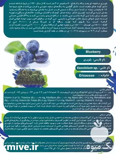 فروش نهال بلوبری در مشهد در گروه خرید و فروش نهال بلوبری در یکمیوه -عکس1