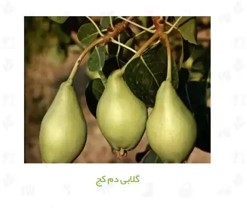 فروش نهال گلابی در کرج در گروه خرید و فروش نهال گلابی در یکمیوه -عکس1