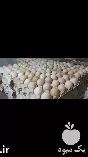 فروش تخم مرغ گلپایگانی در ساری در گروه انواع تخم ها در یکمیوه -عکس1
