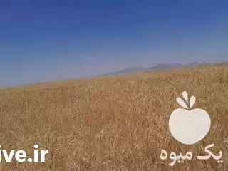 کارگر خیار چین در همدان در گروه کارگر در یکمیوه -عکس1