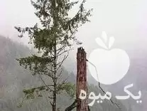 برش و هرس انواع درخت در گروه هرس کاری در یکمیوه -عکس1