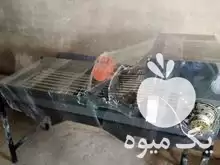 سورتینگ موسیر در همدان در گروه سورتینگ در یکمیوه -عکس1