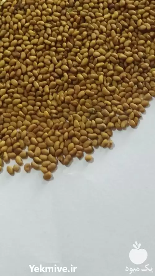 خرید فروش بذر یونجه با نازلترین در تهران در گروه خرید و فروش بذر یونجه در یکمیوه -عکس1