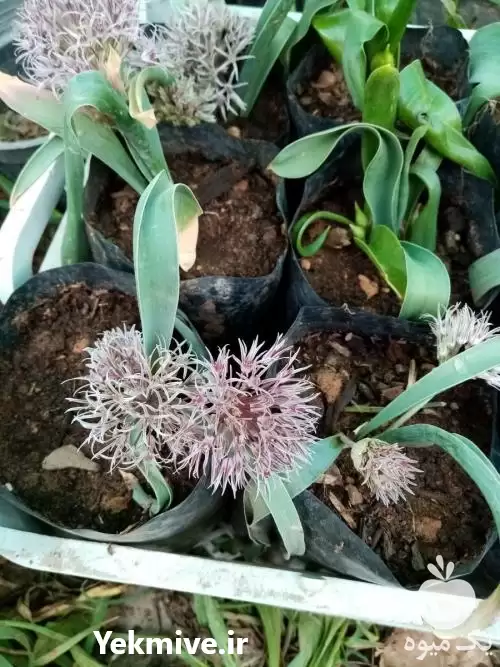 قیمت خرید بذر و پیاز گیاهان در شیراز در گروه خرید و فروش گیاهان دارویی در یکمیوه -عکس1