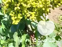 قیمت خرید نهال پسته و پیونددرخت پسته در ارومیه در گروه خرید و فروش نهال پسته در یکمیوه -عکس1