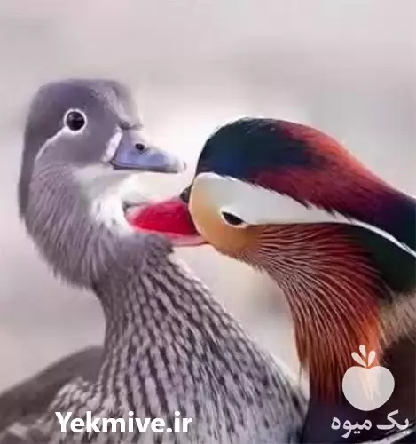 پرورش و فروش اردک در کرج در گروه مرغ و خروس و بوقلمون و اردک قو قاز در یکمیوه -عکس1