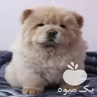 فروش توله چاوچاو حرفه ای سوپرفلت در کرج در گروه سگ و گربه در یکمیوه