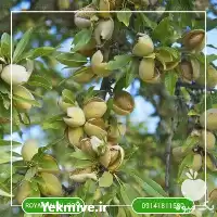 خرید نهال بادام شاهرودی 12 در ارومیه در گروه خرید و فروش نهال بادام در یکمیوه
