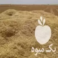 فروش کاه گندم و علوفه در اصفهان در گروه خوراک دام و طیور در یکمیوه