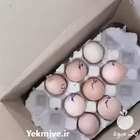 فروش تخم نطفه دار جیبر سیبرایت در بیرجند در گروه انواع تخم ها در یکمیوه
