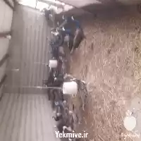 فروش قرقاول آمریکایی در شیراز در گروه مرغ و خروس و بوقلمون و اردک قو قاز در یکمیوه