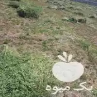 چیدن یونجه و گندم با دستگاه در بناب در گروه خدمات باغبانی در یکمیوه