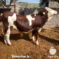 فروش گوساله سیمینتال و هلشتاین نر در اصفهان در گروه گاو و گوسفند و میش و بز کهره گوساله در یکمیوه