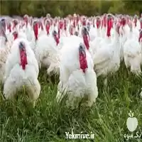 قیمت فروش جوجه بوقلمون گوشتی در ارومیه در گروه مرغ و خروس و بوقلمون و اردک قو قاز در یکمیوه