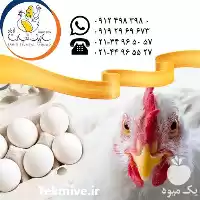 آگهی مشابه فروش پولت تخم گذار در گروه خوراک دام و طیور در یکمیوه