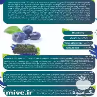 فروش نهال بلوبری در مشهد در گروه خرید و فروش نهال بلوبری در یکمیوه