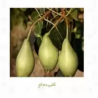 فروش نهال گلابی در کرج در گروه خرید و فروش نهال گلابی در یکمیوه