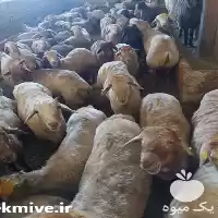 فروش گوسفند زنده بره طلایی در کرج در گروه گاو و گوسفند و میش و بز کهره گوساله در یکمیوه