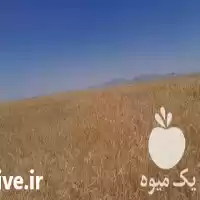 کارگر خیار چین در همدان در گروه کارگر در یکمیوه