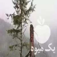 برش و هرس انواع درخت در گروه هرس کاری در یکمیوه