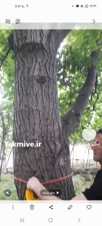 چوب صد ساله با قطر یک در اردبیل در گروه خرید و فروش انواع چوب در یکمیوه