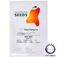 فروش فلفل دلمه قرمز گلخانه ای در اهواز در گروه خرید و فروش فلفل در یکمیوه