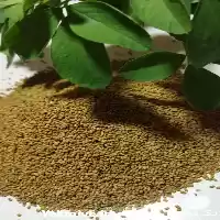 فروش بذر قره یونجه در ساری در گروه خرید و فروش انواع بذر در یکمیوه