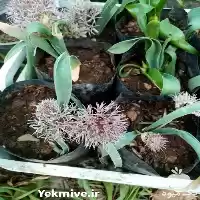 قیمت خرید بذر و پیاز گیاهان در شیراز در گروه خرید و فروش گیاهان دارویی در یکمیوه