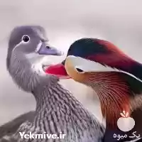 پرورش و فروش اردک در کرج در گروه مرغ و خروس و بوقلمون و اردک قو قاز در یکمیوه