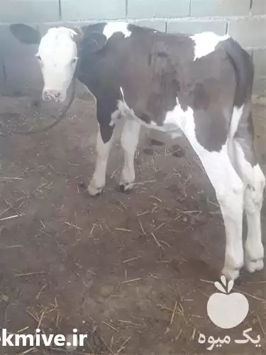 قیمت خرید گوساله سیمینتال اصیل پرواری در خرم‌ آباد در گروه گاو و گوسفند و میش و بز کهره گوساله در یکمیوه -عکس1
