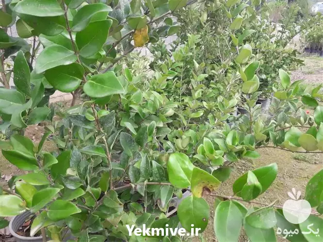 فروش درختچه زینتی یاس هلندی گلدانی در ساری در گروه خرید و فروش گیاهان زینتی در یکمیوه -عکس1