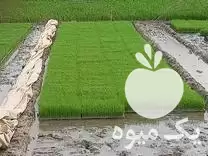 قیمت خرید تیم آماده نشا در گروه خرید و فروش نشا در یکمیوه -عکس1