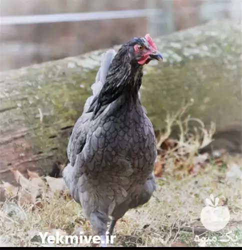 فروش جوجه یک روزه مرغ آیسبار در تهران در گروه مرغ و خروس و بوقلمون و اردک قو قاز در یکمیوه -عکس1