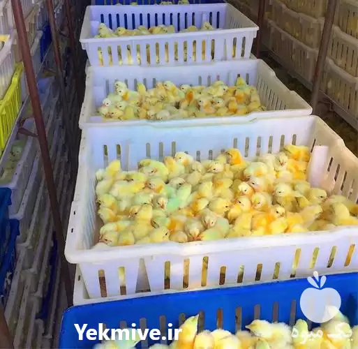 فروش عمده جوجه گوشتی کنسلی در تهران در گروه مرغ و خروس و بوقلمون و اردک قو قاز در یکمیوه -عکس1