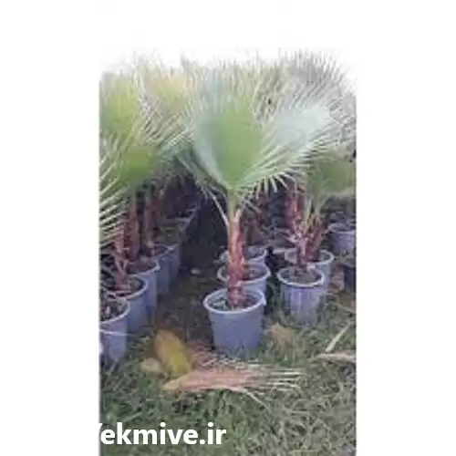 نهال غیر مثمر پالم واشنگتنی دو در گرگان در گروه خرید و فروش نهال در یکمیوه -عکس1