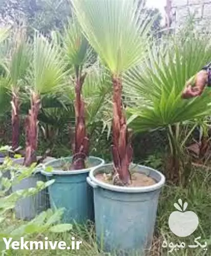 نهال تضمینی پالم و فونیکس در گرگان در گروه خرید و فروش نهال در یکمیوه -عکس1