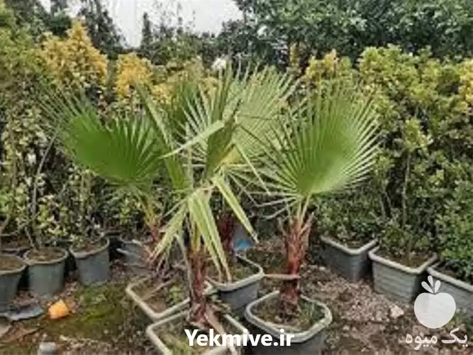 تولید نهال فضای سبز پالم فنیکس در گرگان در گروه خرید و فروش نهال در یکمیوه -عکس1