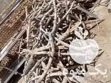 قیمت خرید چوب پسته خشک خشک در یزد در گروه خرید و فروش انواع چوب در یکمیوه -عکس1