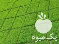 قیمت خرید تیم نشا در آمل در گروه خرید و فروش نشا در یکمیوه -عکس1