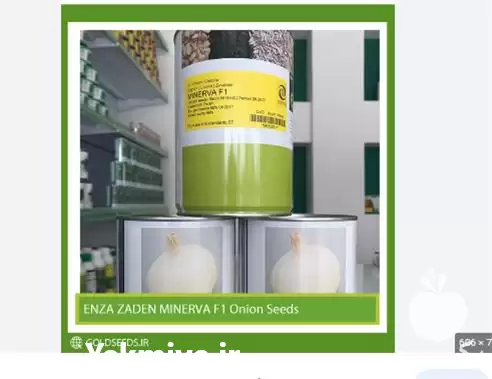 قیمت خرید عمده خرده بذر پیاز در گروه خرید و فروش بذر پیاز در یکمیوه -عکس1