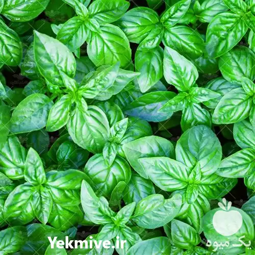 فروش بذر سبزی ریحان در تهران در گروه خرید و فروش بذر سبزی در یکمیوه -عکس1